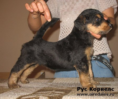 Старгус Гальяно х Рус Корнелс Маргарита Старгус Гальяно х Рус Корнелс Маргарита