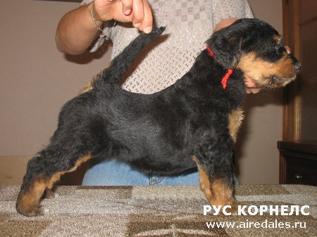 Старгус Гальяно х Рус Корнелс Маргарита Старгус Гальяно х Рус Корнелс Маргарита