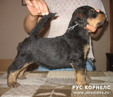 Старгус Гальяно х Рус Корнелс Маргарита Старгус Гальяно х Рус Корнелс Маргарита