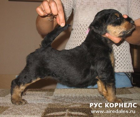Старгус Гальяно х Рус Корнелс Маргарита Старгус Гальяно х Рус Корнелс Маргарита
