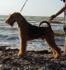 8-9 сентября 2012 года 2-х CACIB в Крыму! 8-9 сентября 2012 года 2-х CACIB в Крыму!