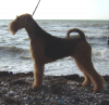 8-9 сентября 2012 года 2-х CACIB в Крыму! 8-9 сентября 2012 года 2-х CACIB в Крыму!