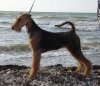8-9 сентября 2012 года 2-х CACIB в Крыму! 8-9 сентября 2012 года 2-х CACIB в Крыму!