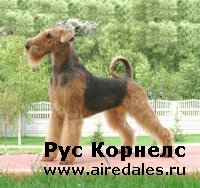 О Рус Корнелс Звездной Королеве.(Вопросы и ответы) О Рус Корнелс Звездной Королеве.(Вопросы и ответы)