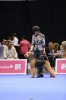 Чемпионат Европы в Швейцарии и CACIB 29 августа 2013 Чемпионат Европы в Швейцарии и CACIB 29 августа 2013