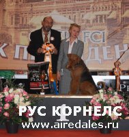 2хCACIB в Нижнем Новгороде 2-3 ноября 2013г 2хCACIB в Нижнем Новгороде 2-3 ноября 2013г