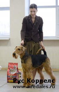 2хCAC "Артемида" и "Кинолог и я" 18.01.2014г. 2хCAC "Артемида" и "Кинолог и я" 18.01.2014г.