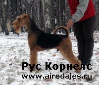 Долгожданные Дусины щенки. Долгожданные Дусины щенки.