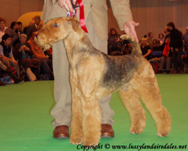 Ариша и английский Крафт 2008 Ариша и английский Крафт 2008