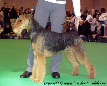 Ариша и английский Крафт 2008 Ариша и английский Крафт 2008