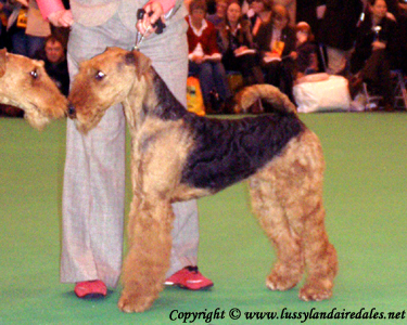 Ариша и английский Крафт 2008 Ариша и английский Крафт 2008